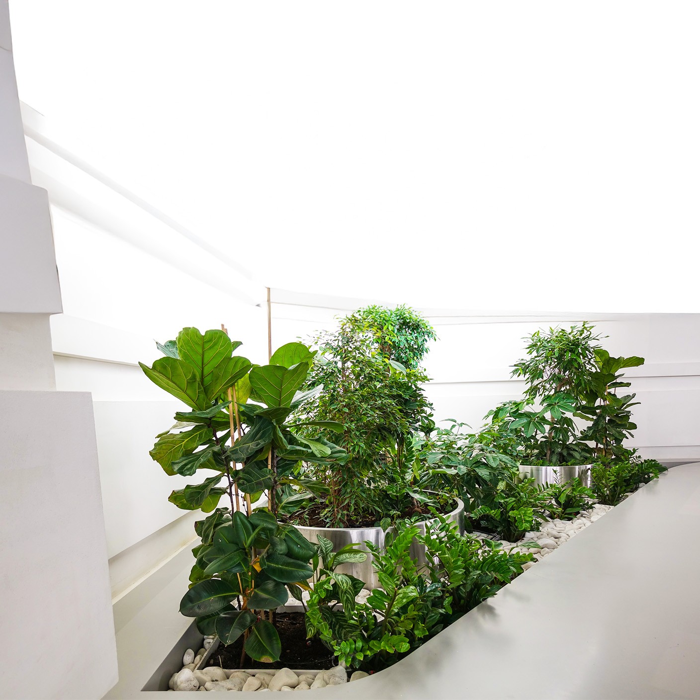 【 角落雨林 】