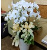 七株白色蝴蝶蘭(靈堂喪禮)盆栽(正常盆)