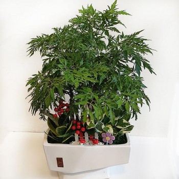 《富貴興盛》富貴樹盆栽