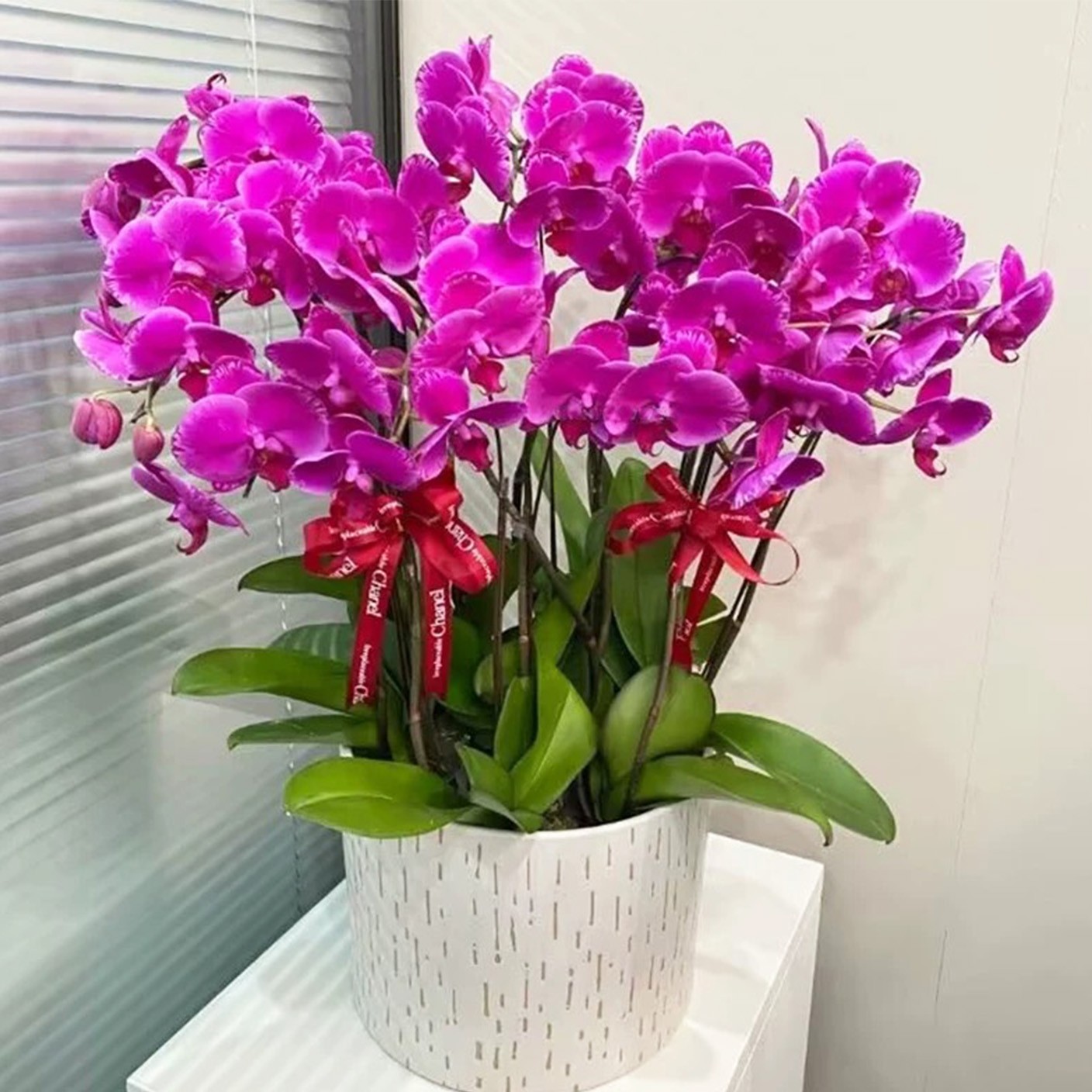 【 暮色蘭影 】