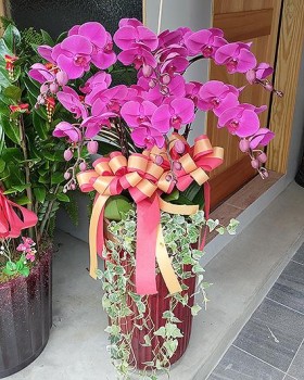 《六星高照》精選高花器六株蝴蝶蘭開幕/榮陞/喬遷祝賀盆栽