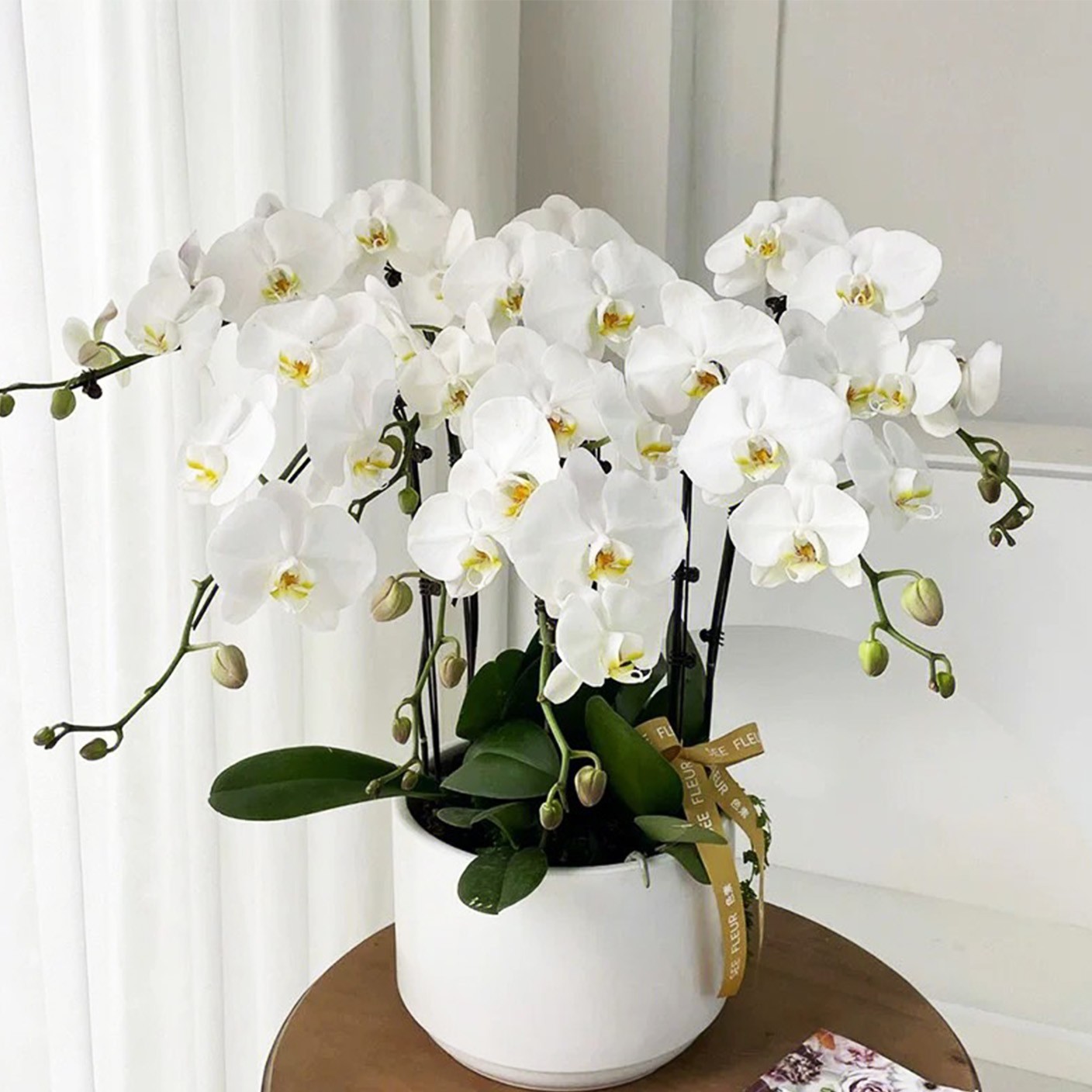 【 蘭心禪意 】