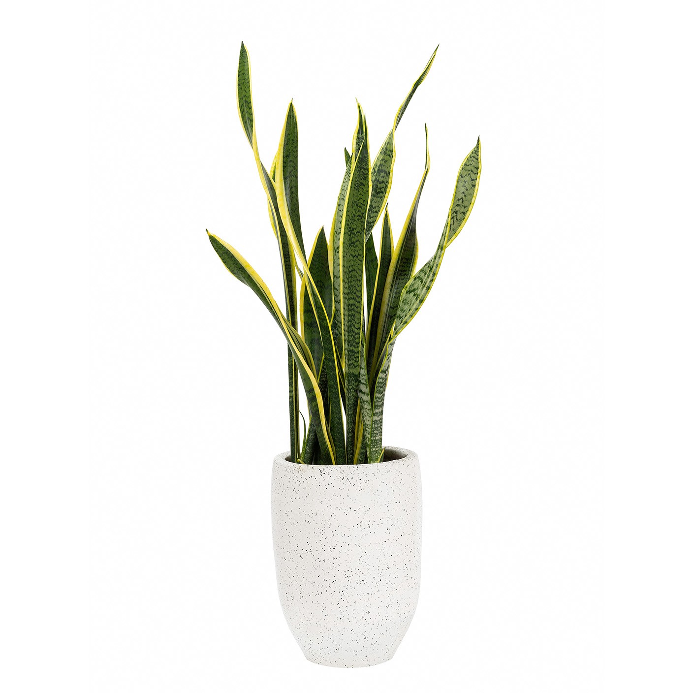 【 映月虎尾 】