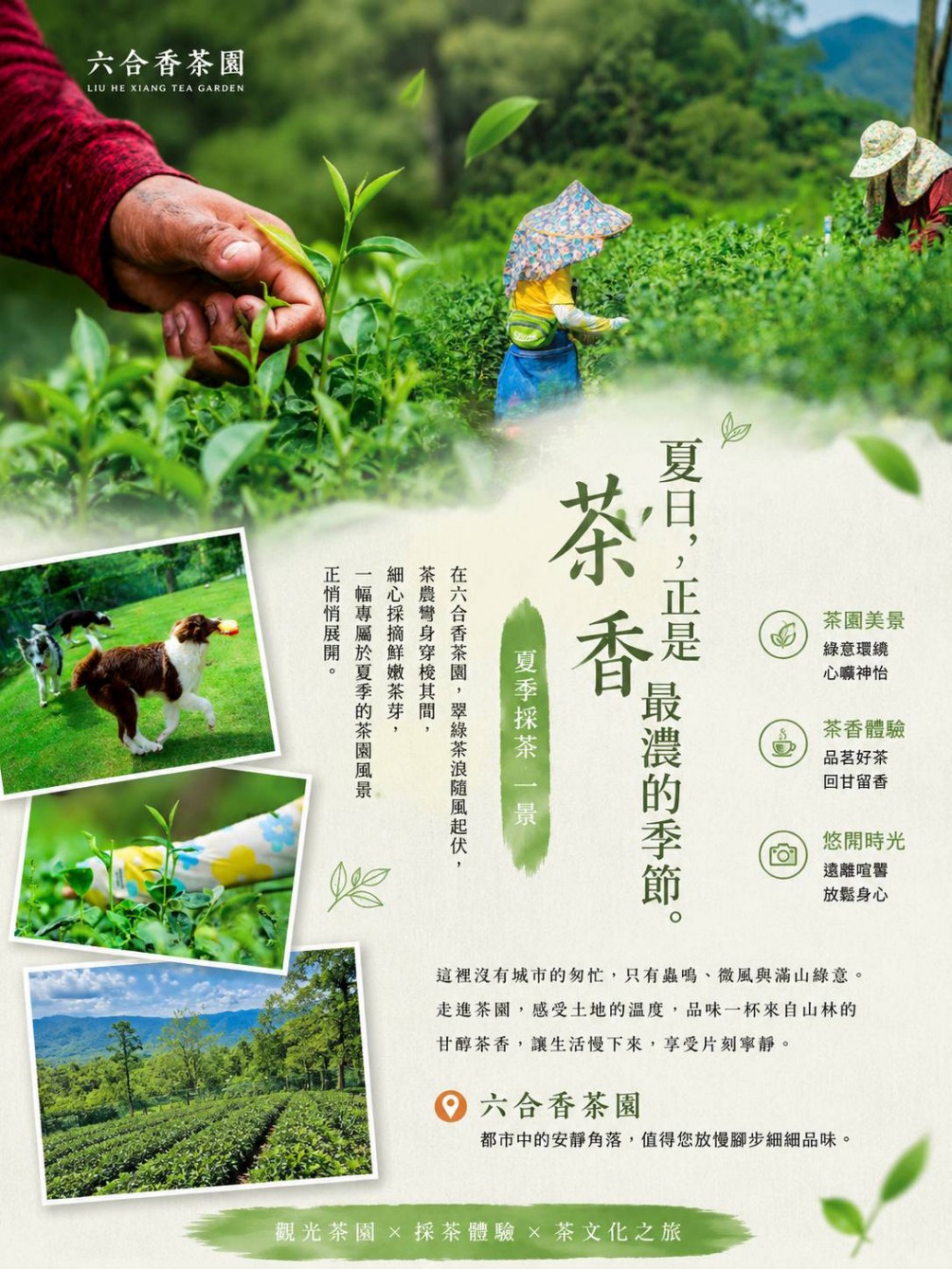 六月茶鄉