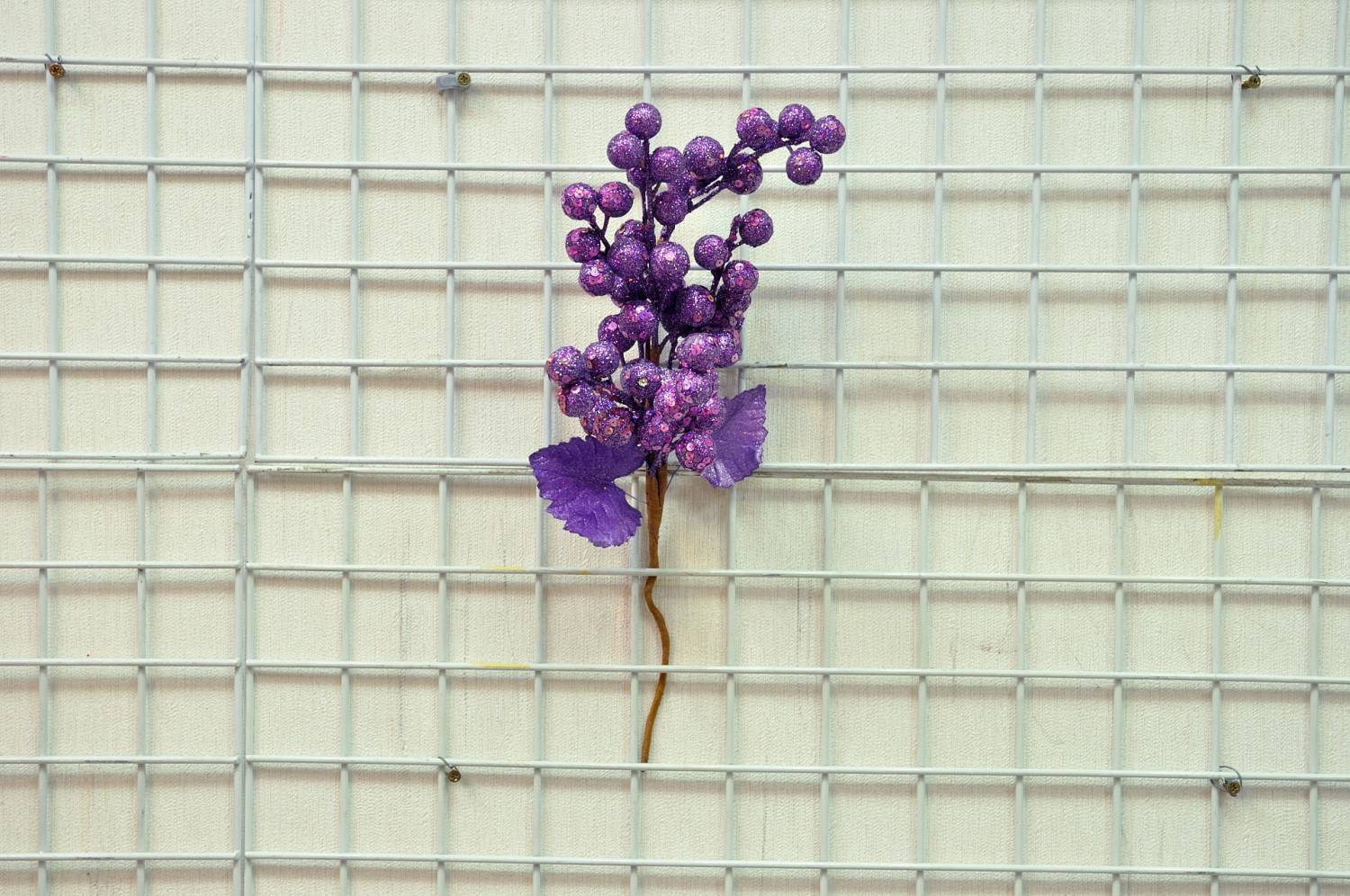 紫大葡萄果枝