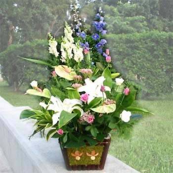 《迎春》盆花