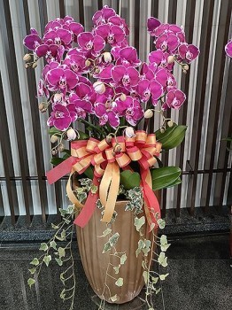【九運吉祥】九株蝴蝶蘭花盆栽(高花盆)開幕蘭花盆栽