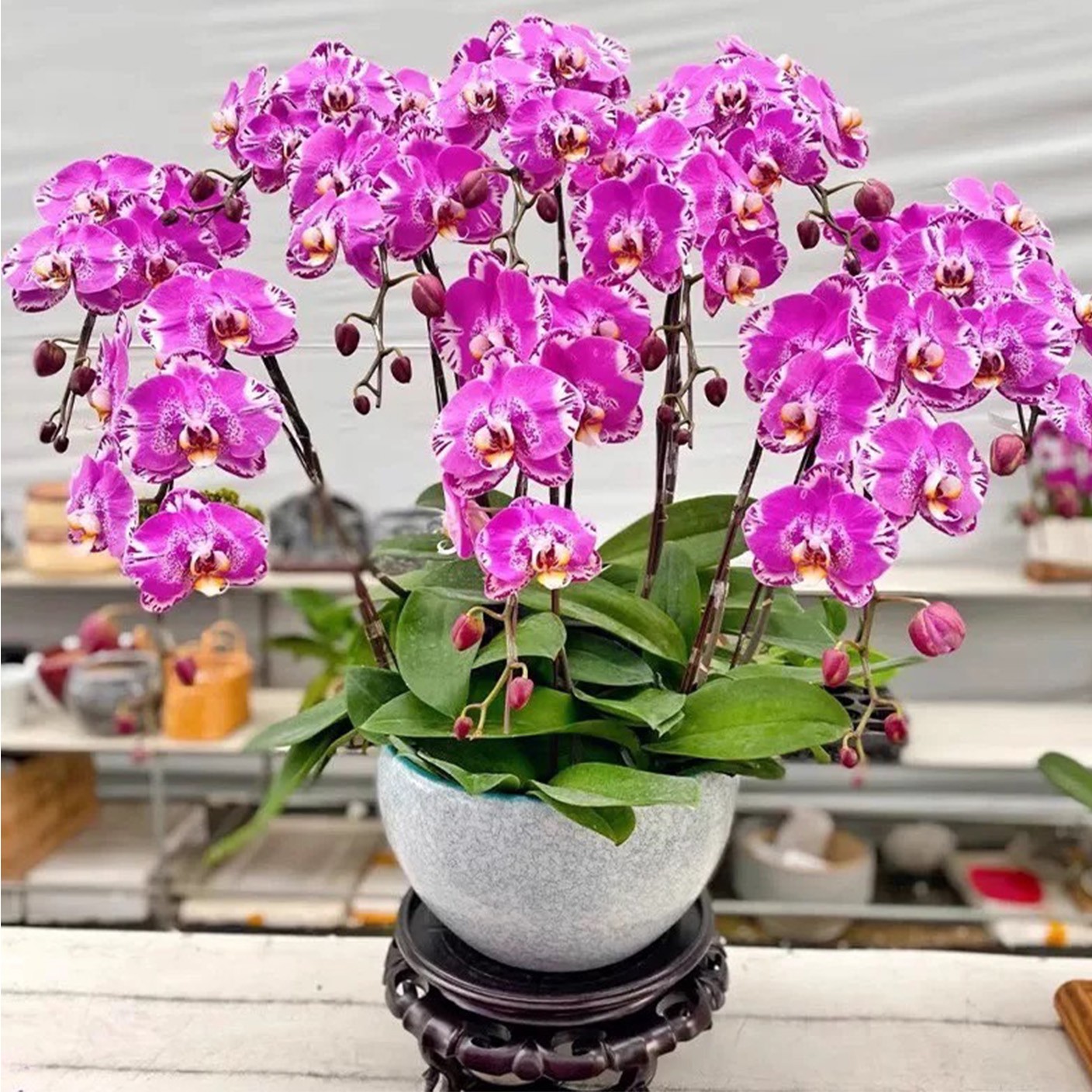 【 玉蘭映雪 】