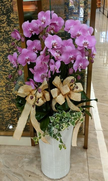 七株粉色蝴蝶蘭花(靈堂高齡喪禮)盆栽(高花盆)