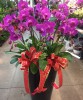 【恆發】八株蝴蝶蘭花(開幕/榮陞/喬遷)祝賀盆栽(高花盆)