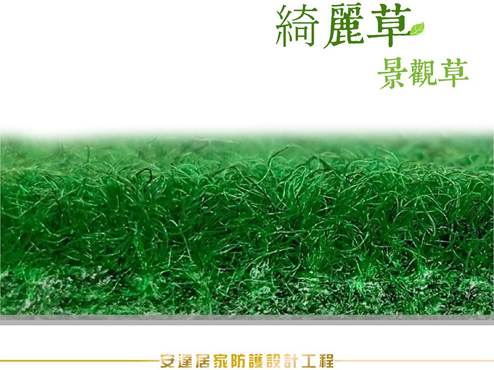 綺麗草｜草高8mm