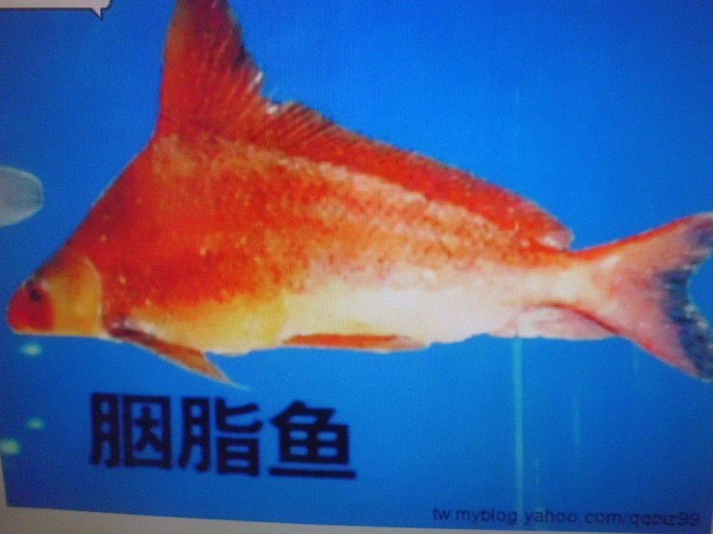 胭脂魚