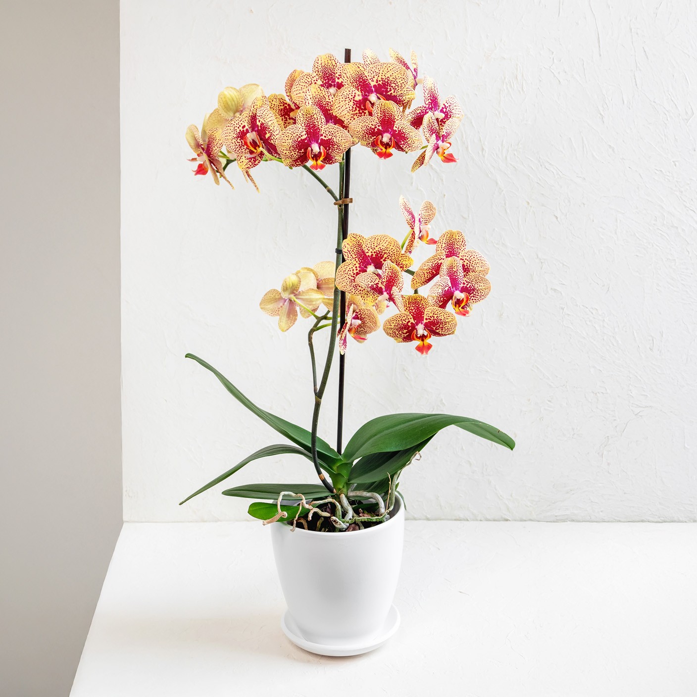 【 朱蘭晨露 】