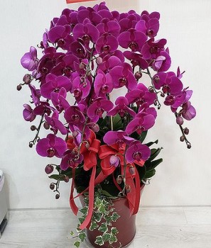 【鴻運發發】八株蝴蝶蘭送禮(開幕/榮陞/喬遷祝賀)蘭花盆栽(正常盆)