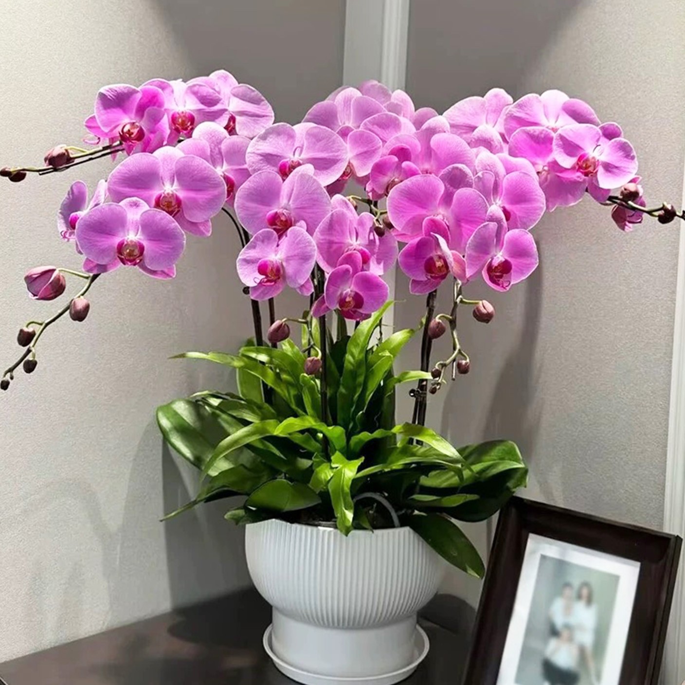 【 芳蘭悠然 】