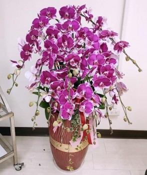 【九九吉祥】九株蝴蝶蘭花盆栽(高花盆)開幕蘭花盆栽