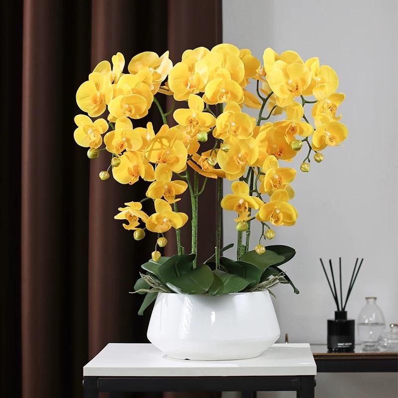 【 蘭影流金 】