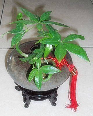 ✦桌上型組合盆栽✦IJ-064