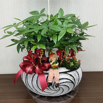 《財源廣進》馬拉巴栗發財樹盆栽(平價開幕盆栽)