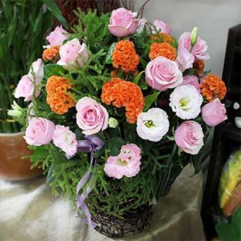 《喜悅》盆花