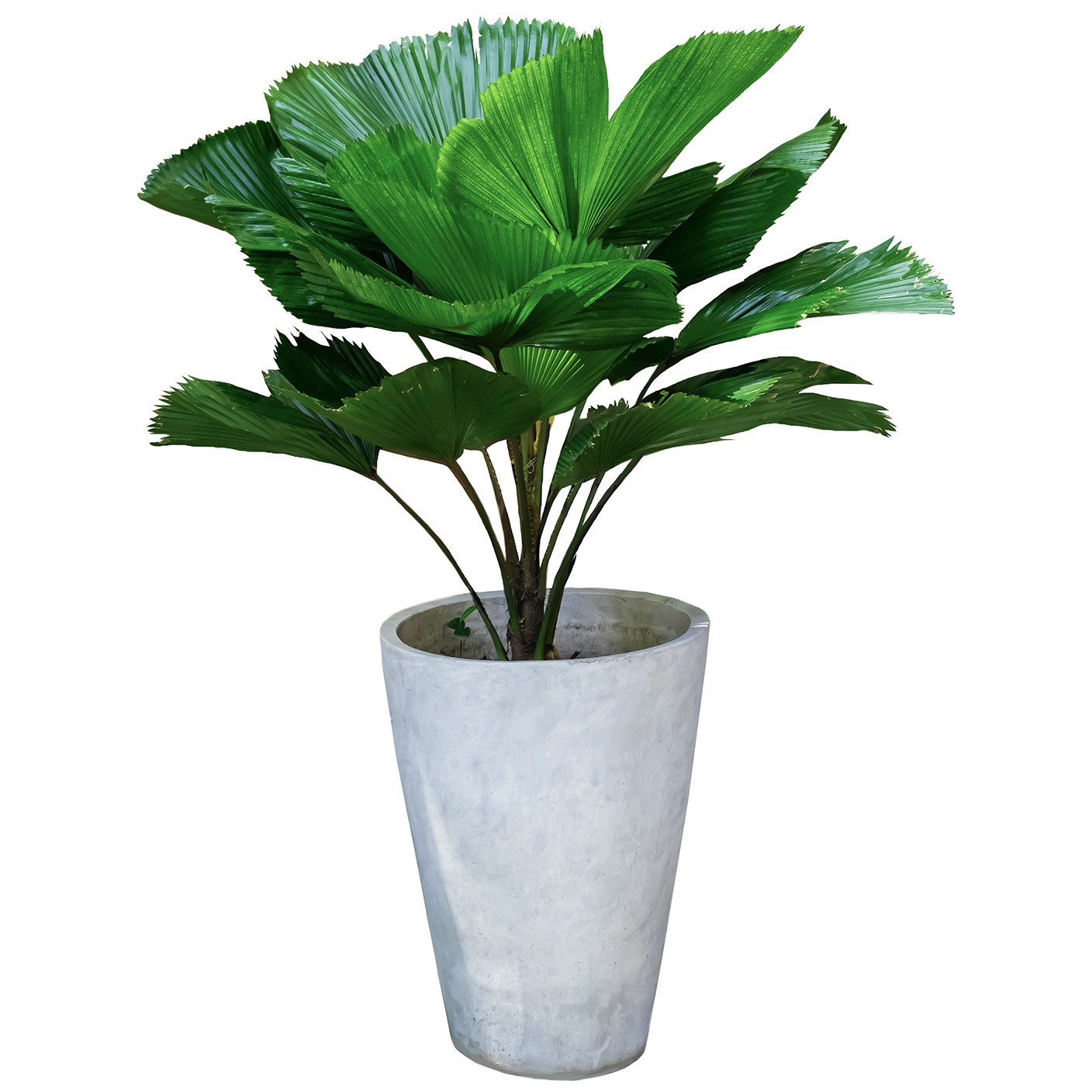 【 砂語蒲葵 】