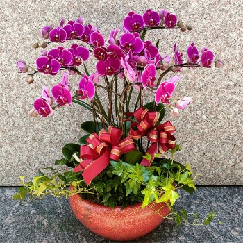 【七財】7株桌上型蝴蝶蘭花組合盆栽