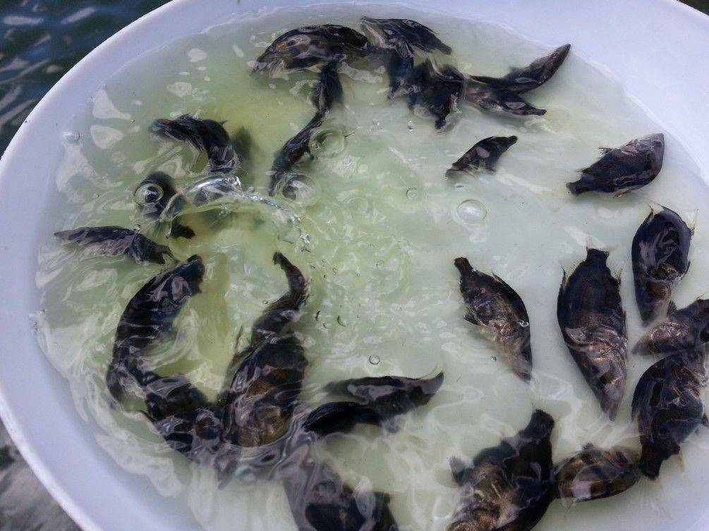 桂花魚
