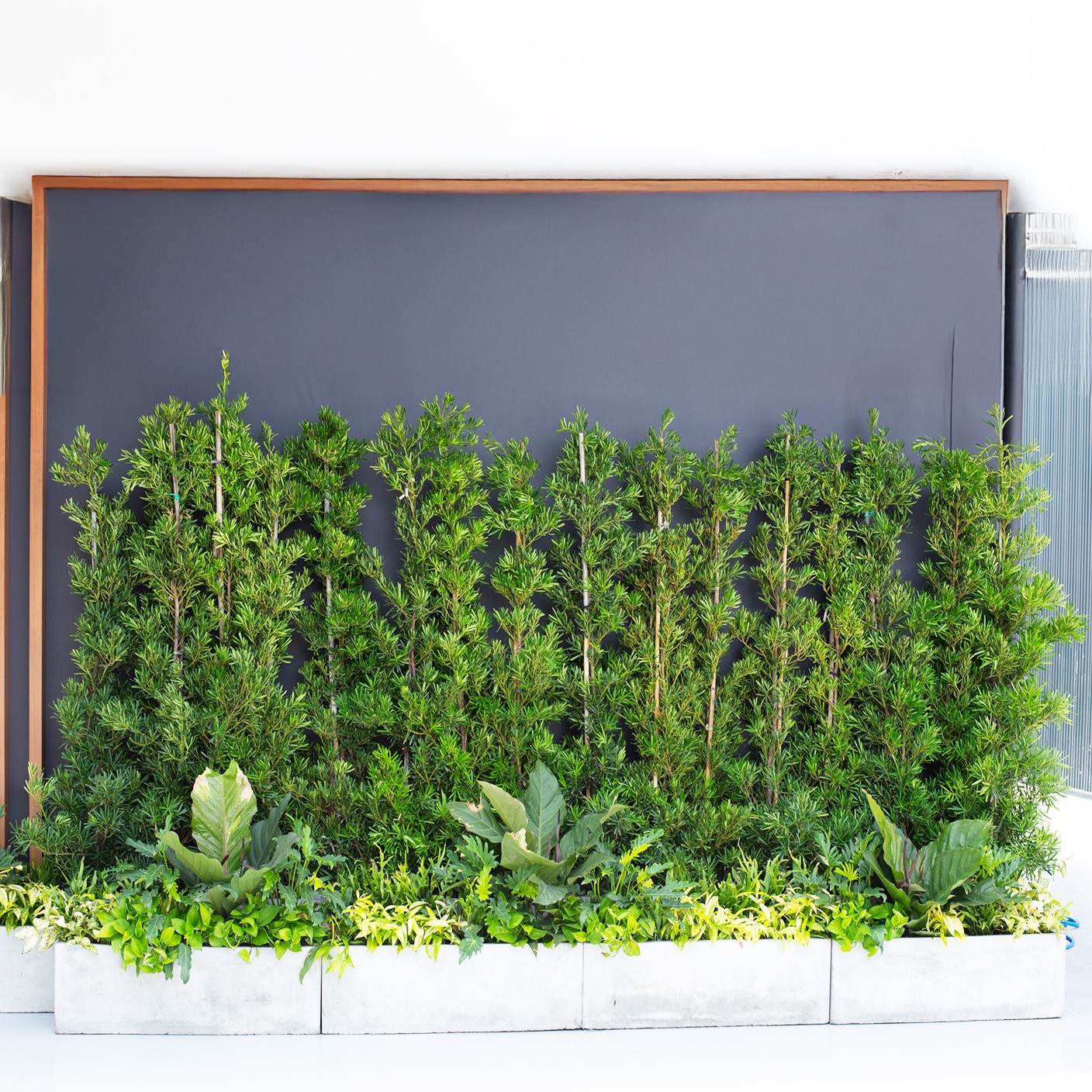 【 廊道綠叢 】