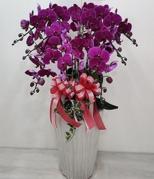 【恆發】八株蝴蝶蘭花(開幕/榮陞/喬遷)祝賀盆栽(高花盆)