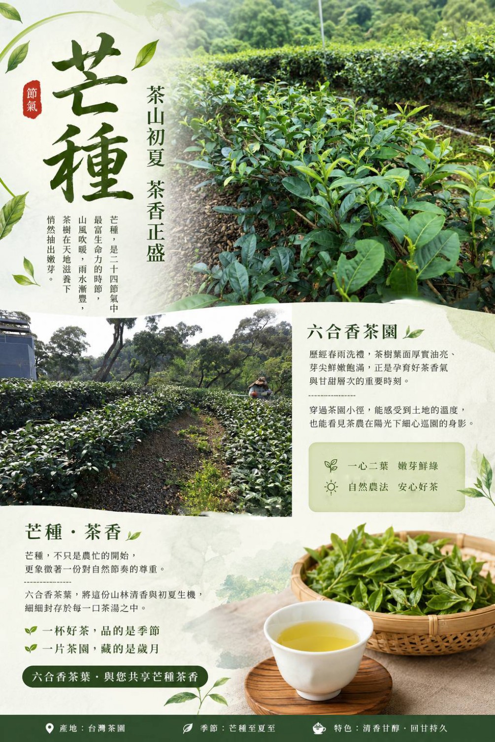 芒種