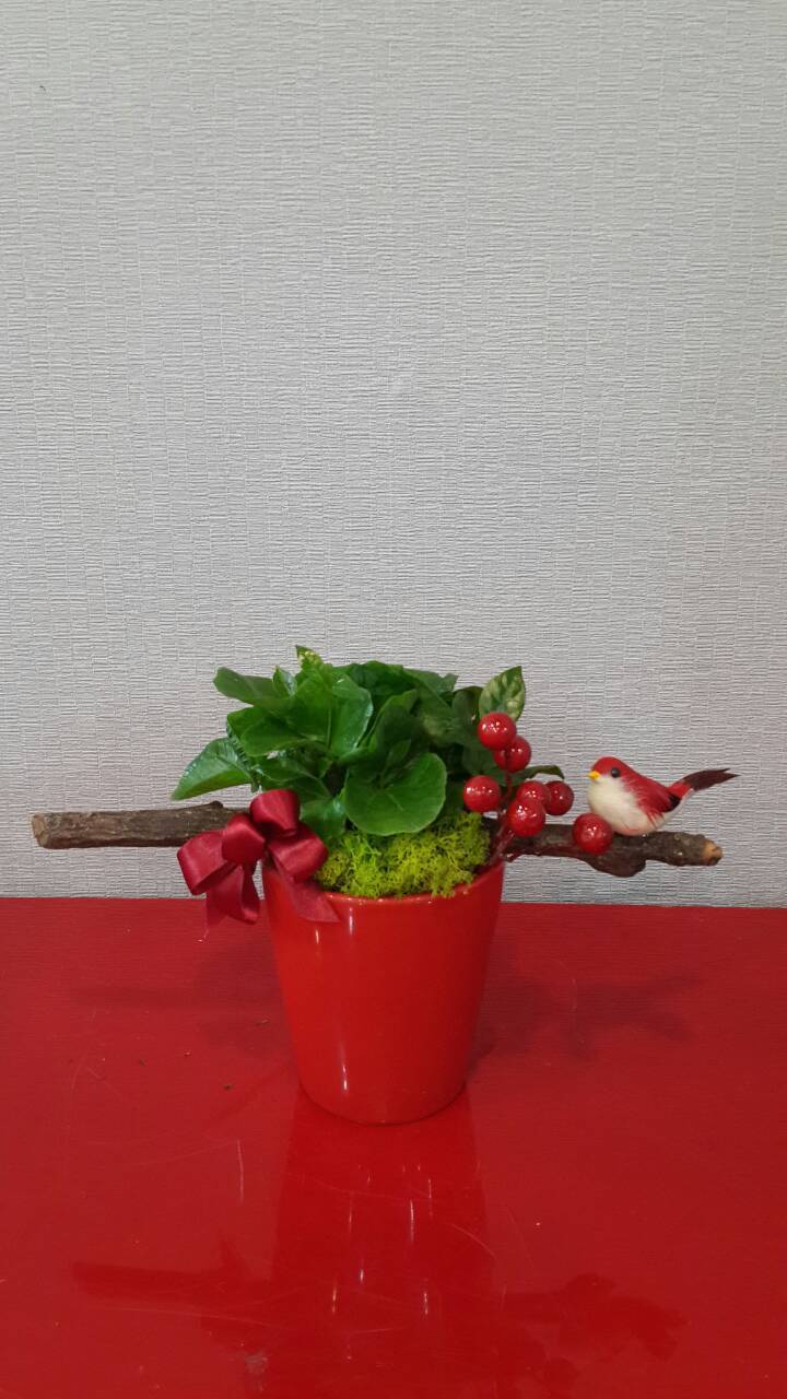 ✦桌上型盆栽組合✦FS-003