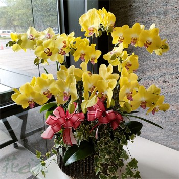 《金發發》桌上型八株黃金蝴蝶蘭蘭花盆栽
