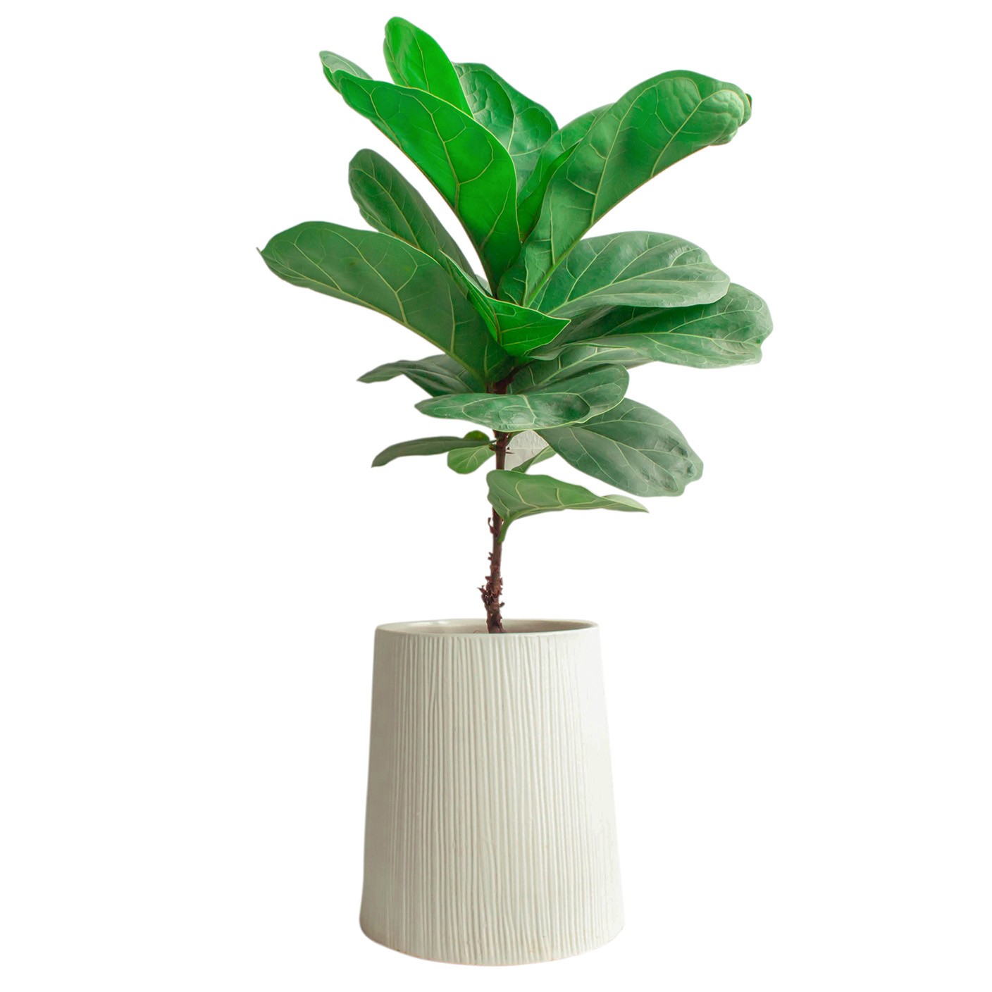 【 青韻榕情 】