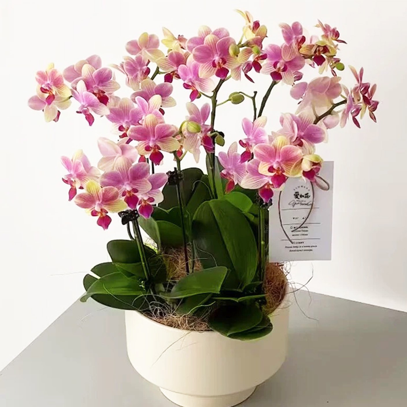 【 蘭庭雅集 】