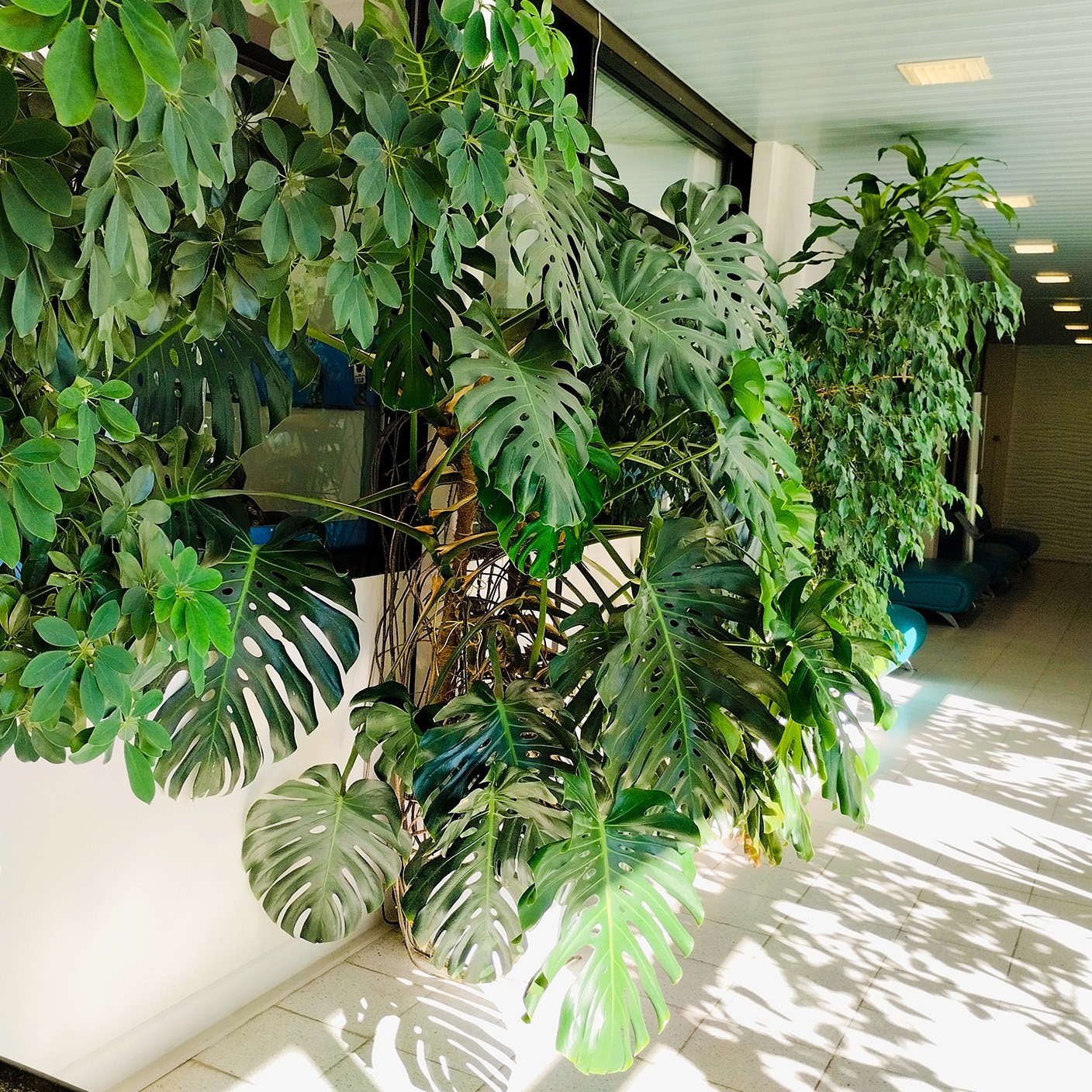 【 熱帶雨林 】