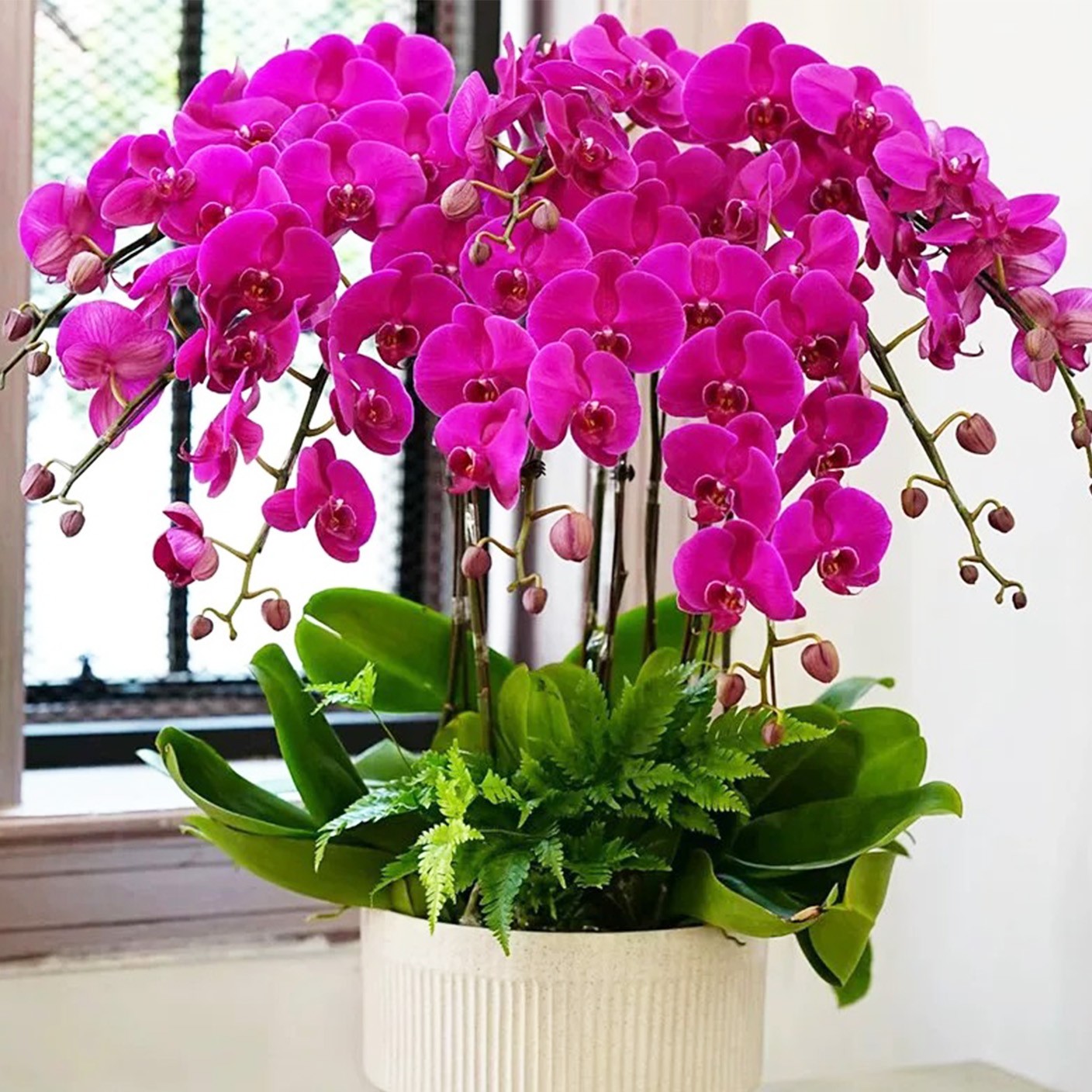 【 富貴迎春 】