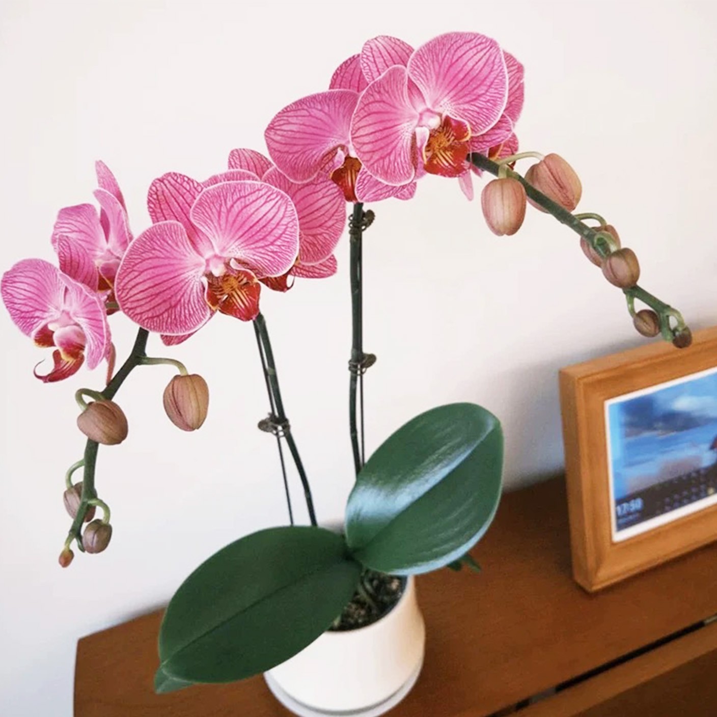 【 蘭風月影 】