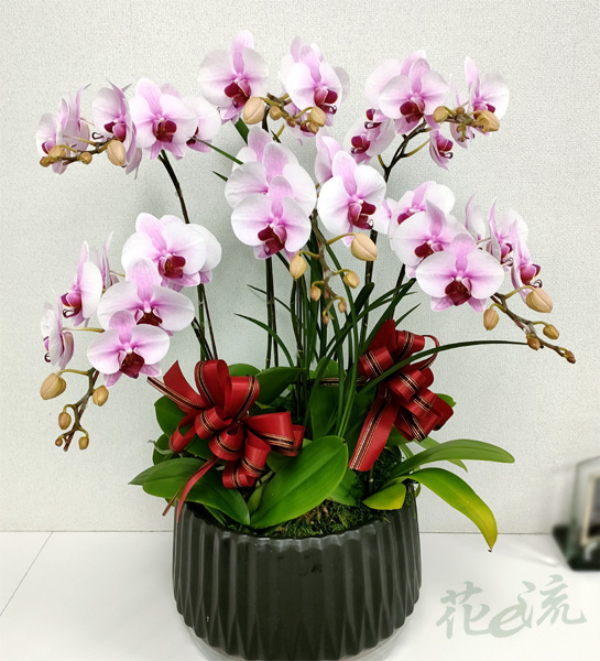 《嬌美》六株白蝴蝶蘭桌上型蘭花盆栽