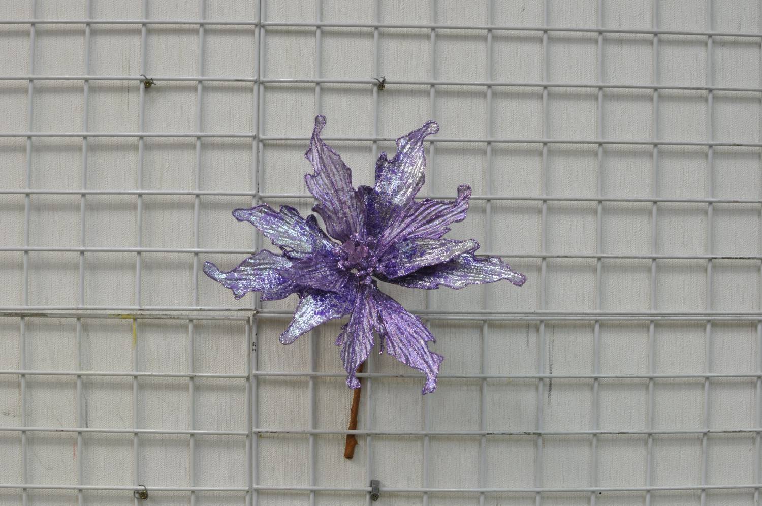 紫色聖誕花--11片葉