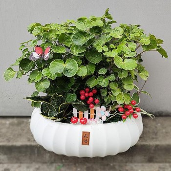 《福祿高照》福祿桐淨化盆栽(平價開幕盆栽)