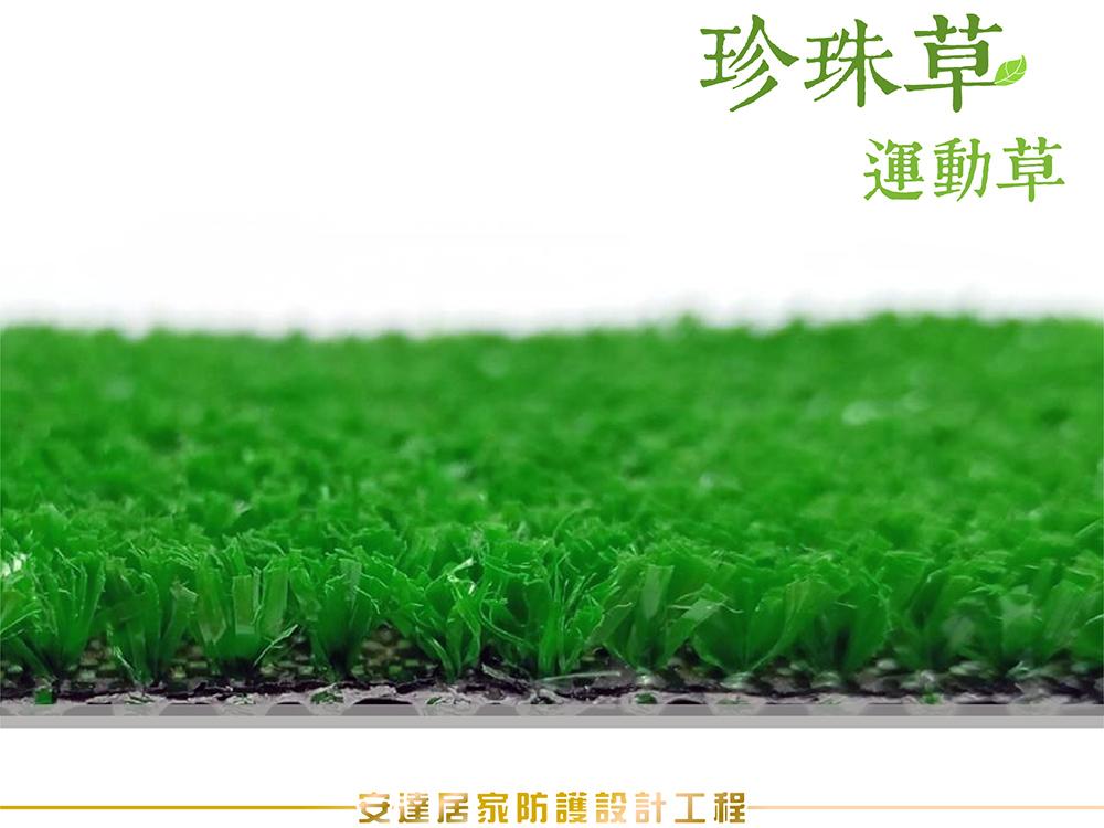 珍珠草｜草高6mm