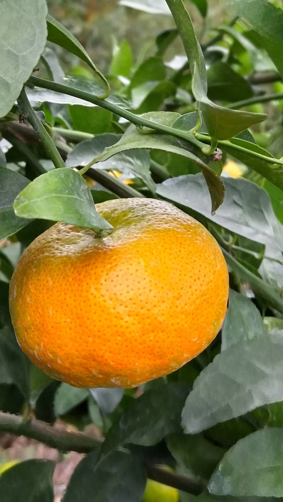 砂糖橘(B級)