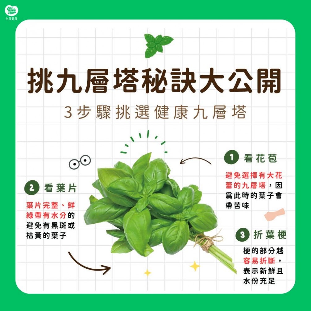 九層塔挑選技巧大公開