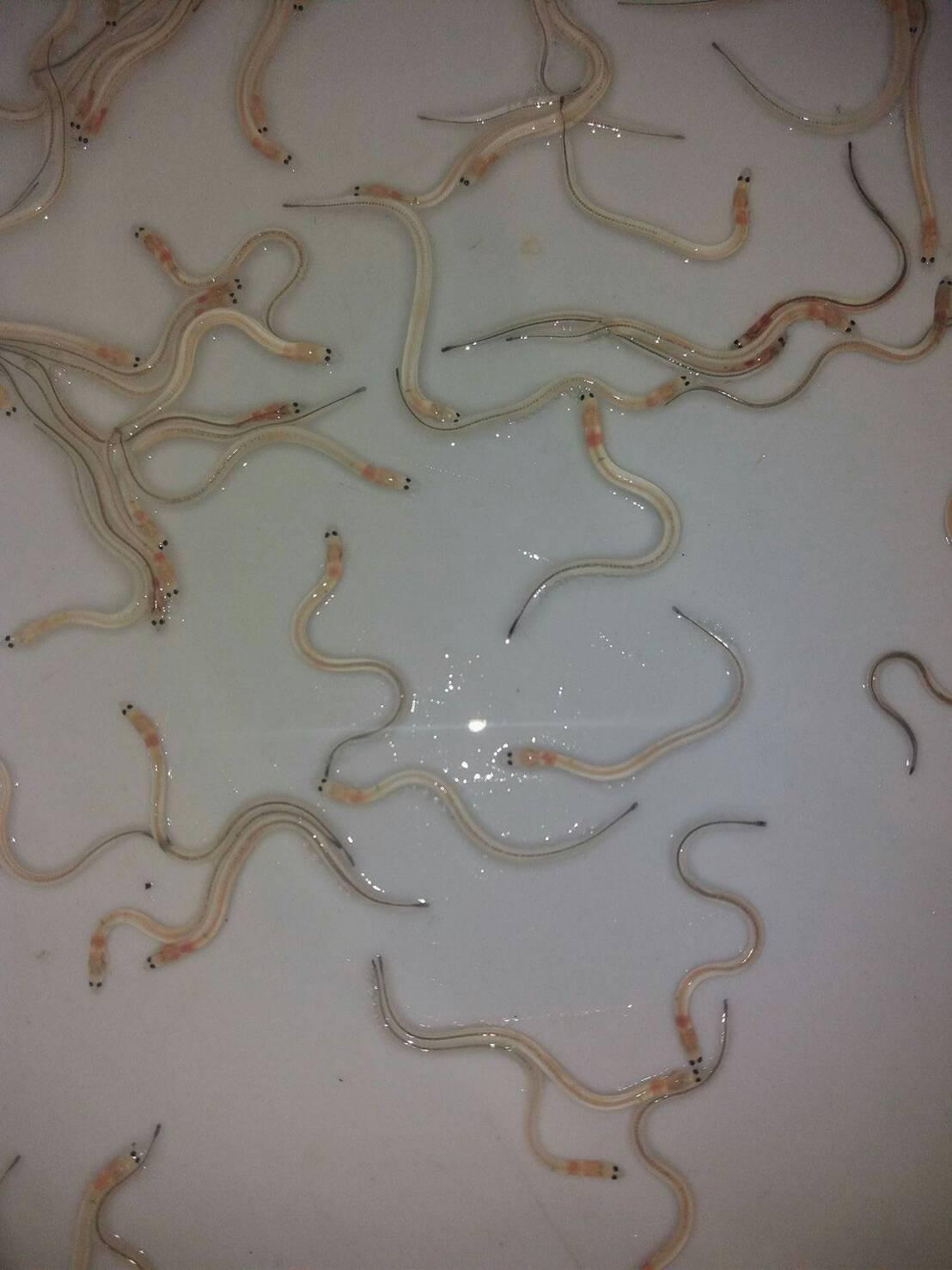 最新消息 太平洋双色鳗苗《黑鳗》(bicolor pasifica)热烈抢购中,请拨