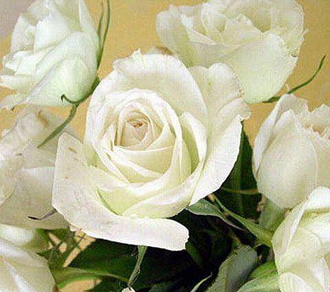 白玫瑰，想要求高貴的紳士或淑女